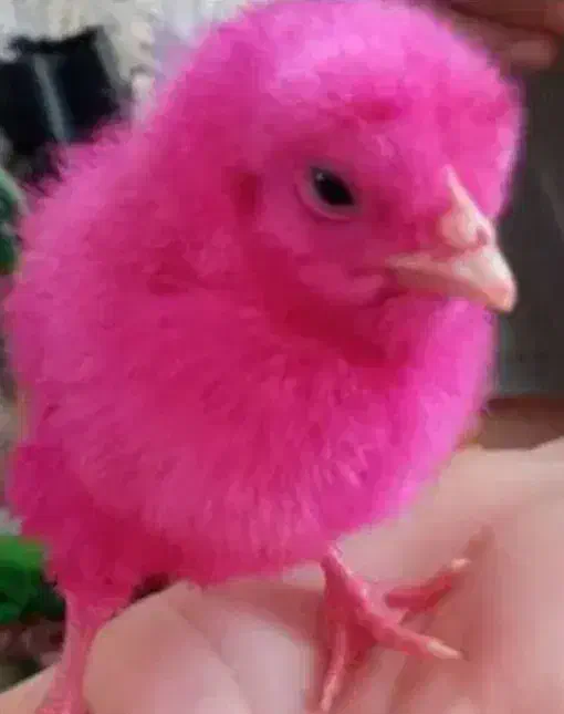 جوجه رنگی تعداد|حیوانات مزرعه|محمدشهر, محمدشهر|دیوار