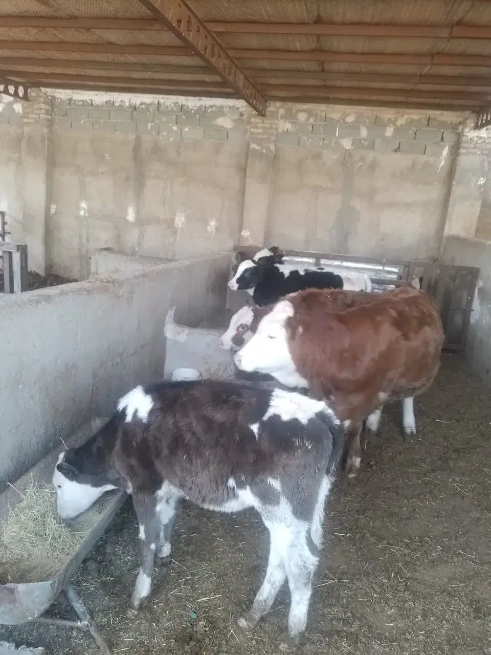 فروش ۵ راس گوساله ماده|حیوانات مزرعه|پاکدشت, پاکدشت (مامازند)|دیوار