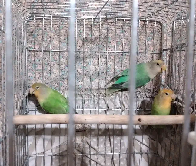 طوطی برزیلی|پرنده|تهران, تهرانپارس جنوبی|دیوار