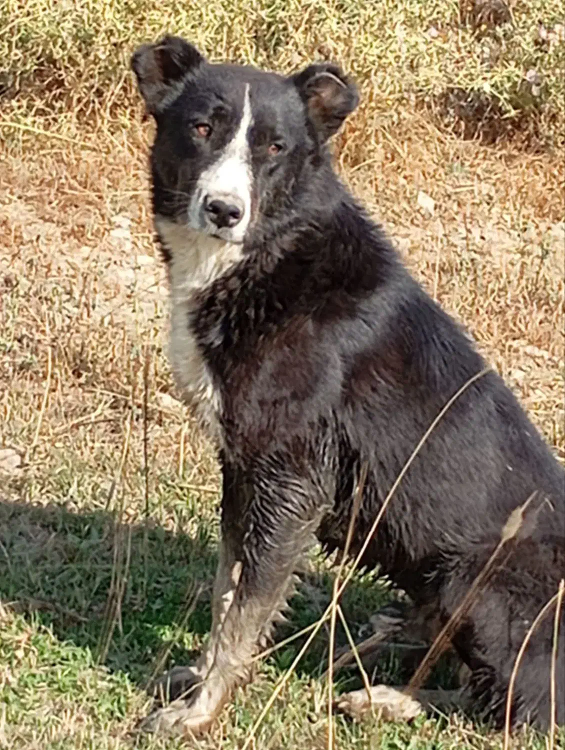 سگ محلی|سگ|دیواندره, |دیوار