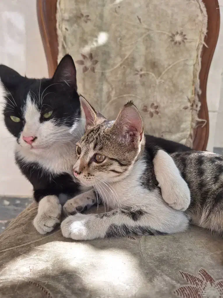 ۶ عدد گربه واگذاری|گربه|اندیشه, اندیشه فاز ۱|دیوار