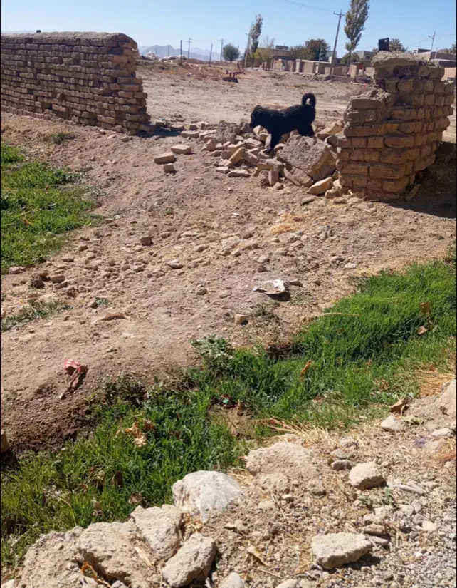 توله لاس|سگ|داران, |دیوار