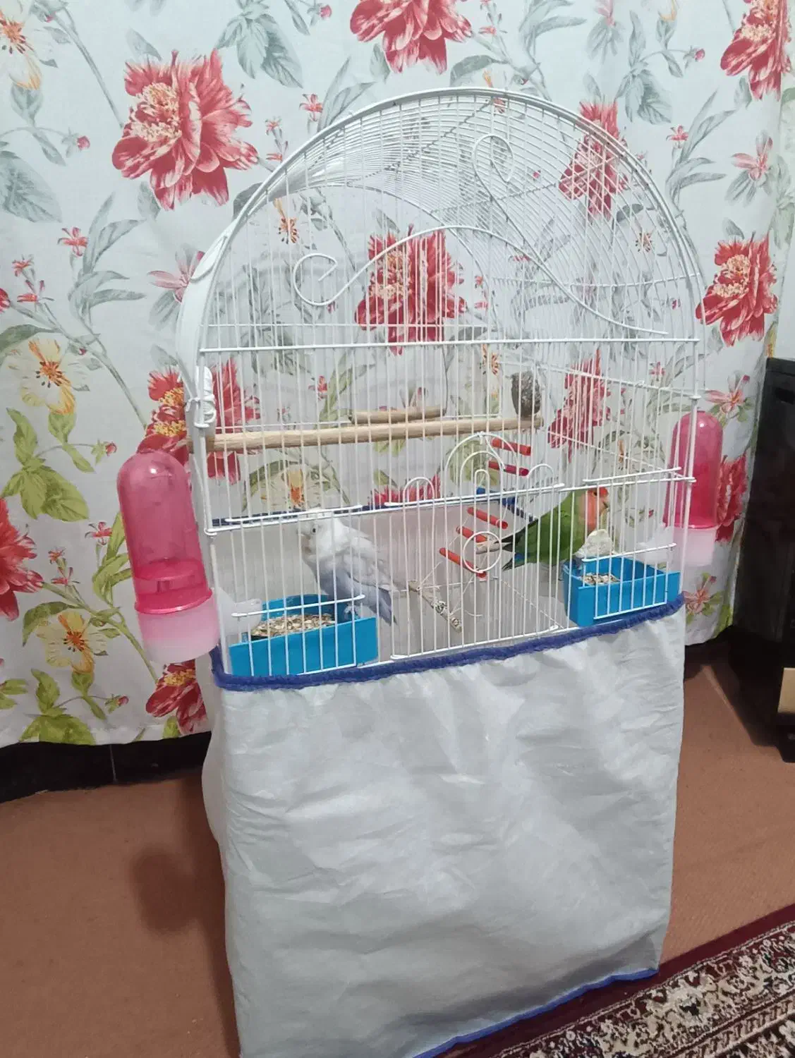 واگذاری دو عدد طوطی برزیلی مولد|پرنده|کرمانشاه, |دیوار