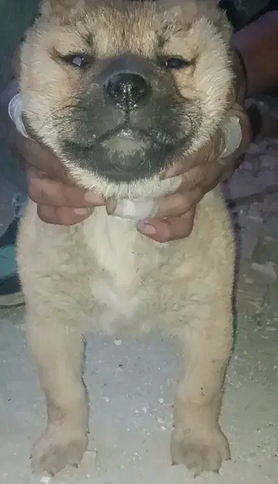 سگ سرابی|سگ|هشتگرد, شهرک ایران خودرو|دیوار