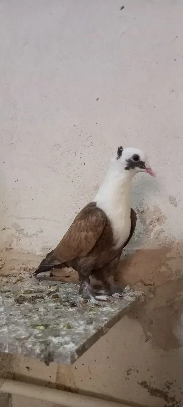 کربلایی مخمل کاکلی|پرنده|شیروان (خراسان), |دیوار