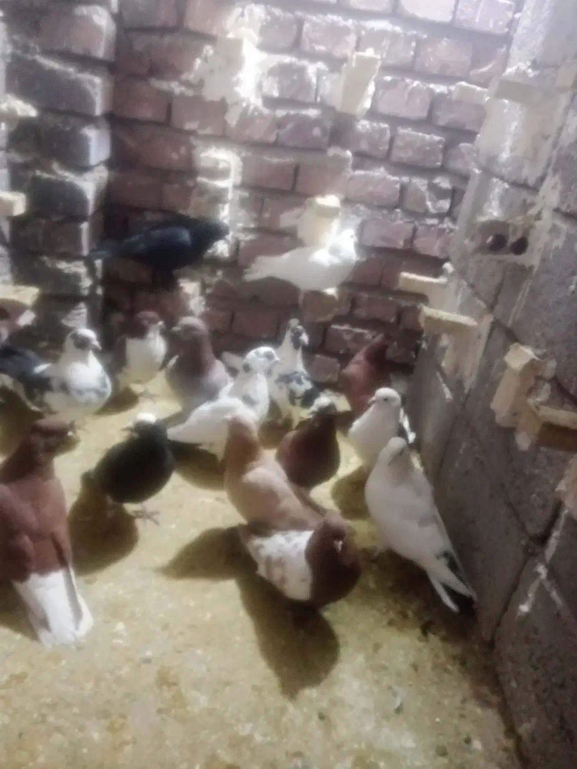 نر سوراخ|پرنده|یزدان شهر, |دیوار