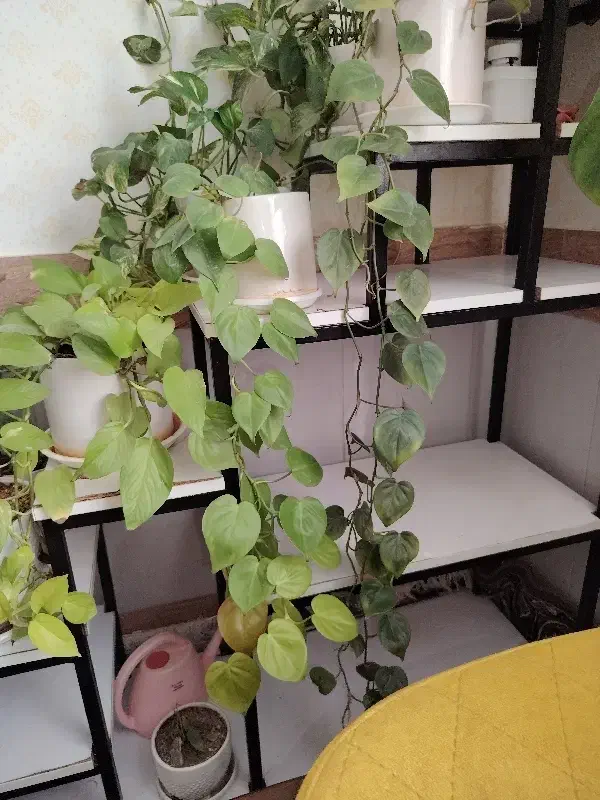 استند و گل|گل و گیاه طبیعی|بیرجند, |دیوار