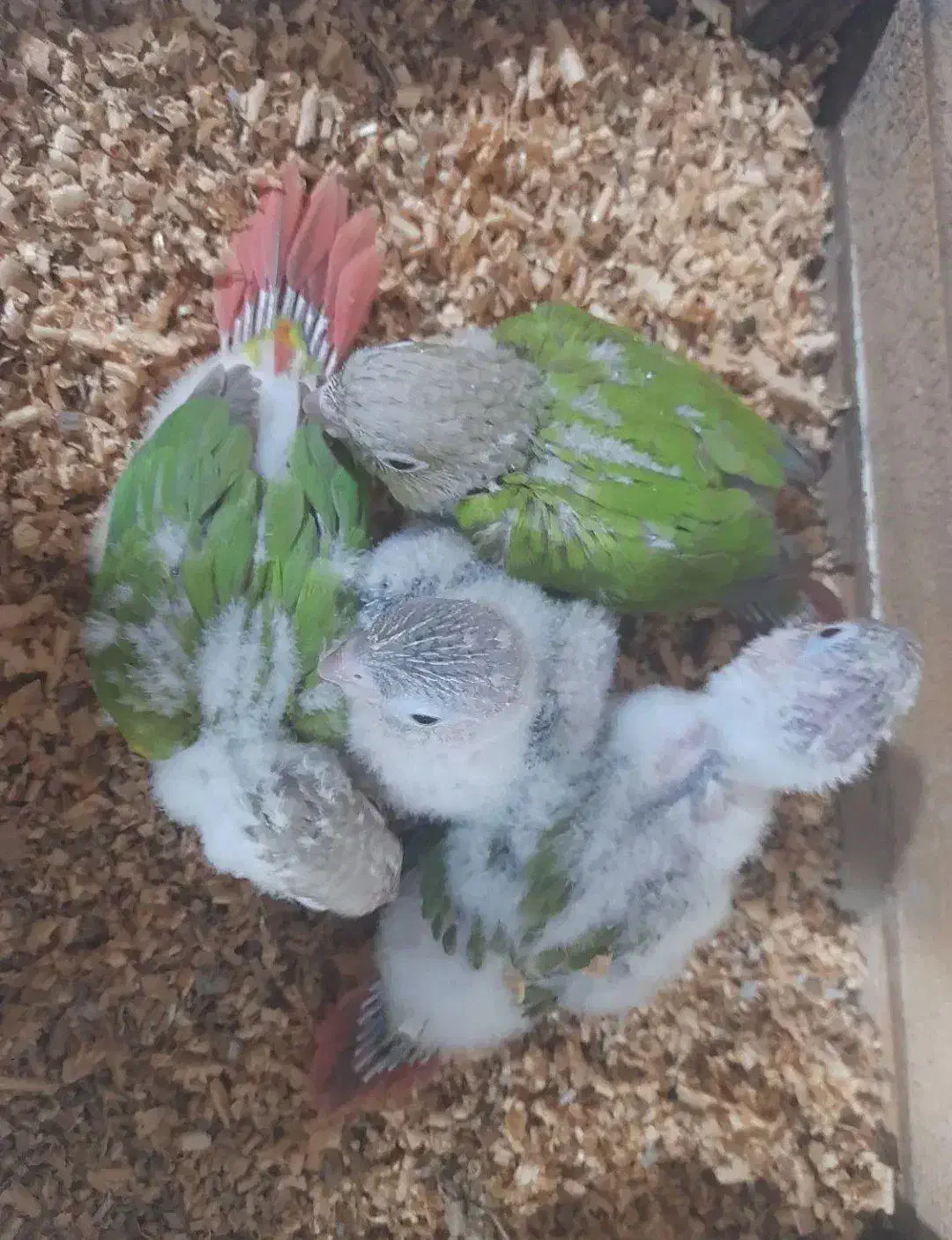 طوطی گرینچیک|پرنده|تهران, آهنگران (سراسیاب دولاب)|دیوار