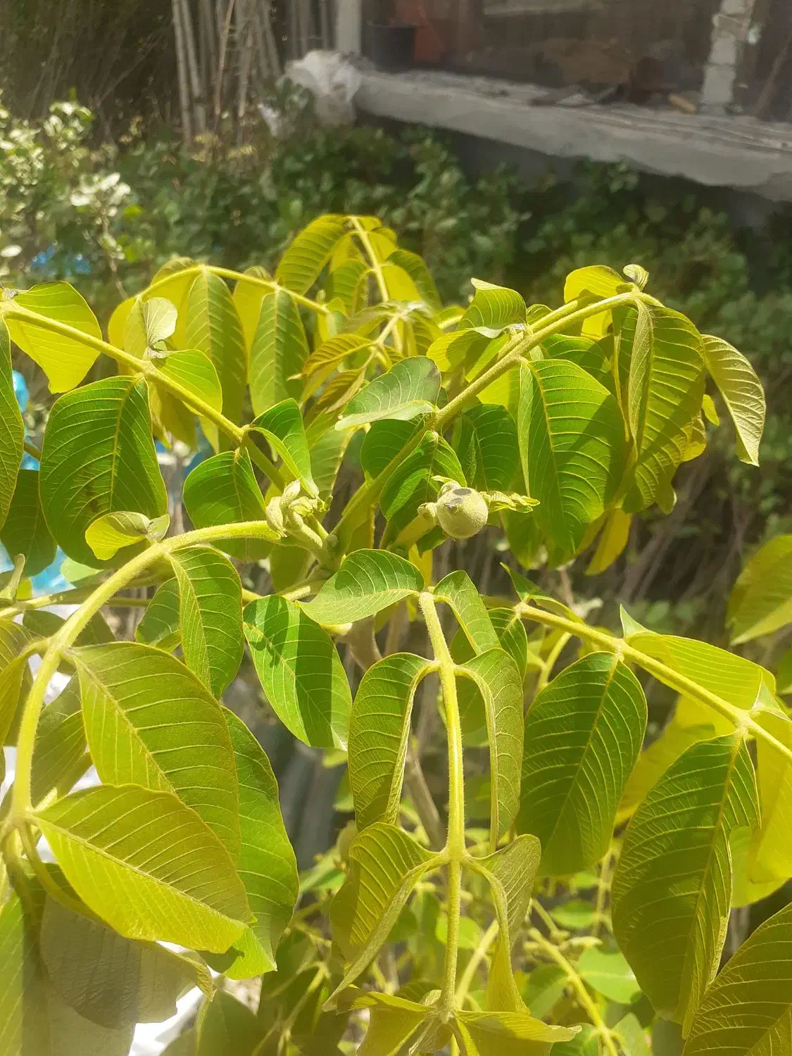 گردو|خدمات باغبانی و درختکاری|شیراز, محمدیه|دیوار