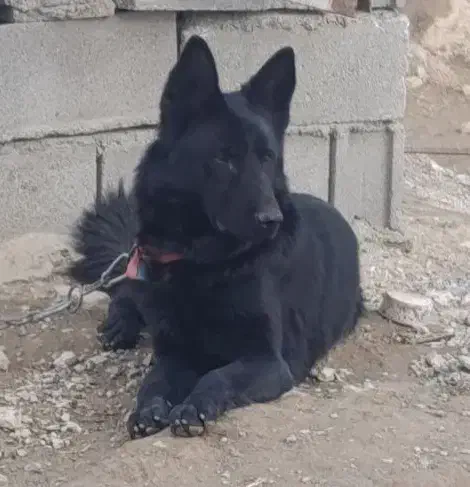 ژرمن بلک نر|سگ|اصفهان, شاهد|دیوار