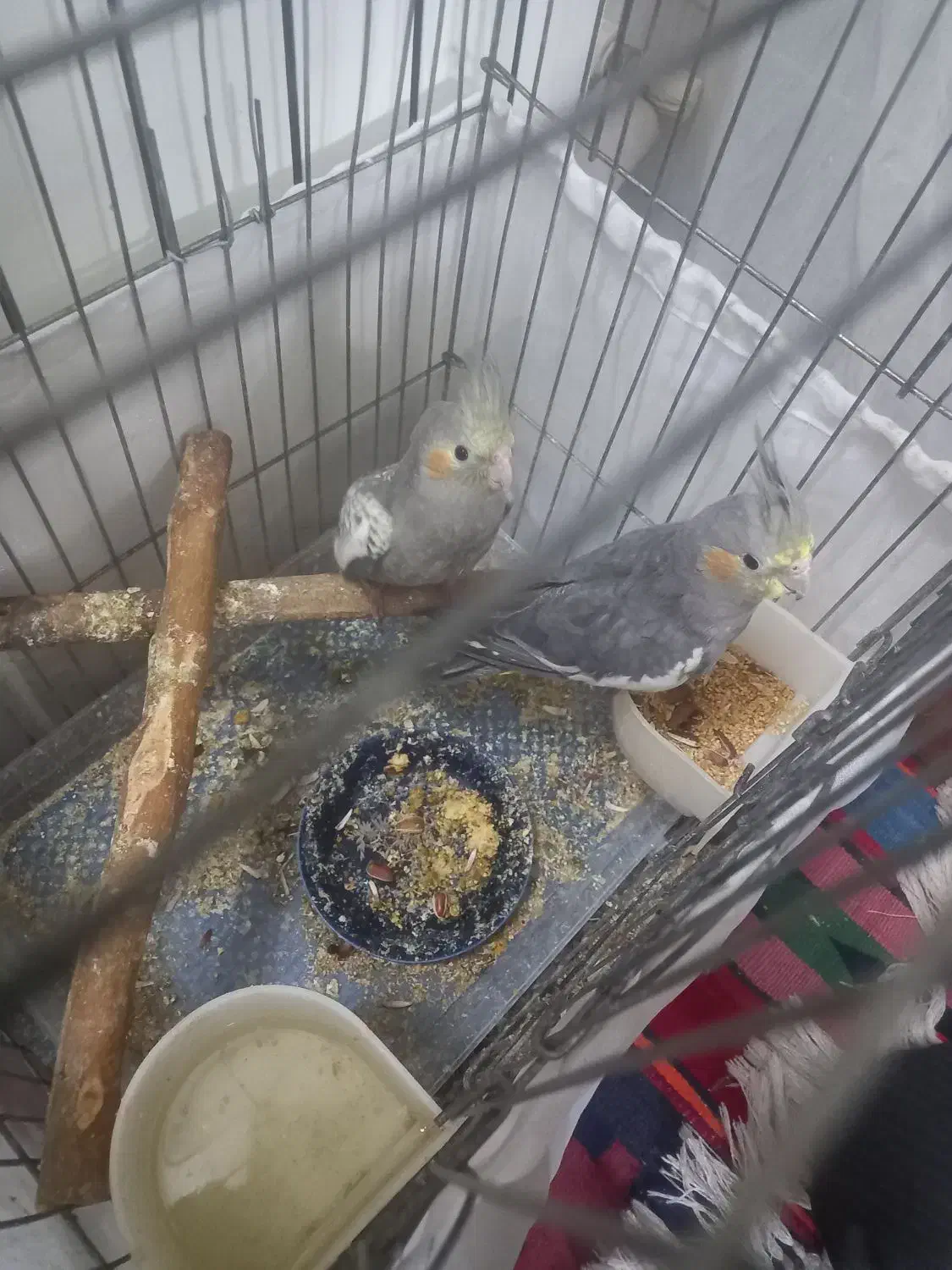 عروس هلندی|پرنده|کهریزک, |دیوار