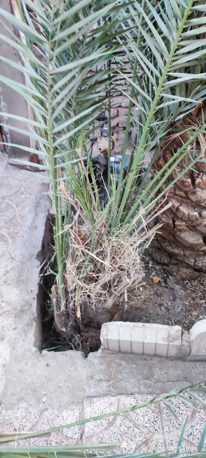 جنگدرخت..نر..تعداد3عدد|گل و گیاه طبیعی|بم, |دیوار