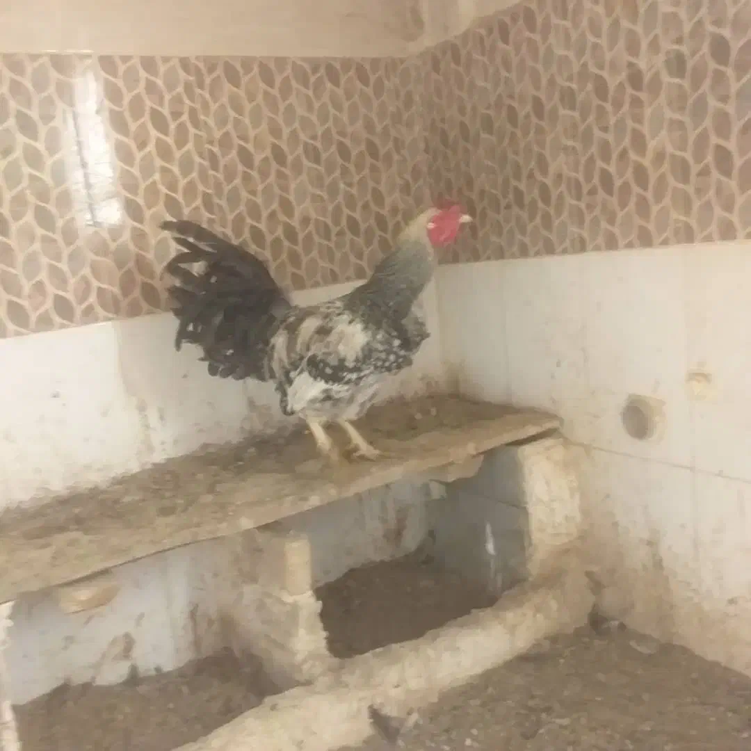 خروس|حیوانات مزرعه|تهران, نیروی هوایی (پیروزی)|دیوار