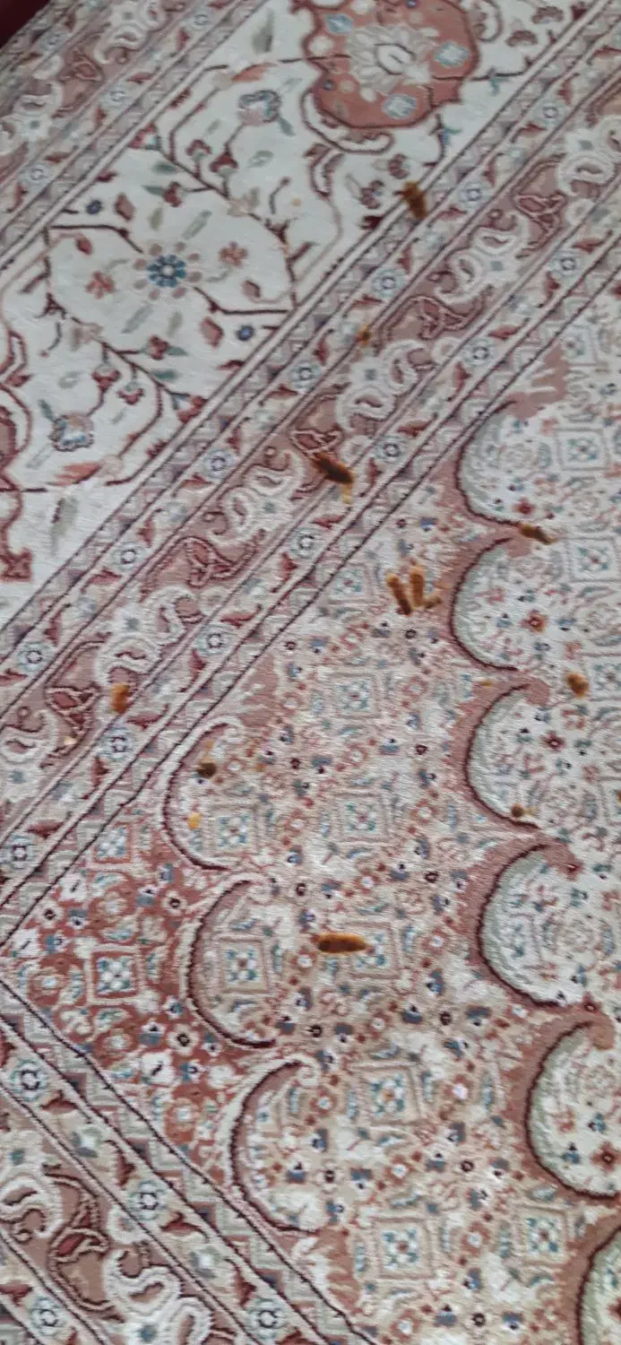 فرش کهنه|فرش|گلبهار, شهر جدید گلبهار|دیوار