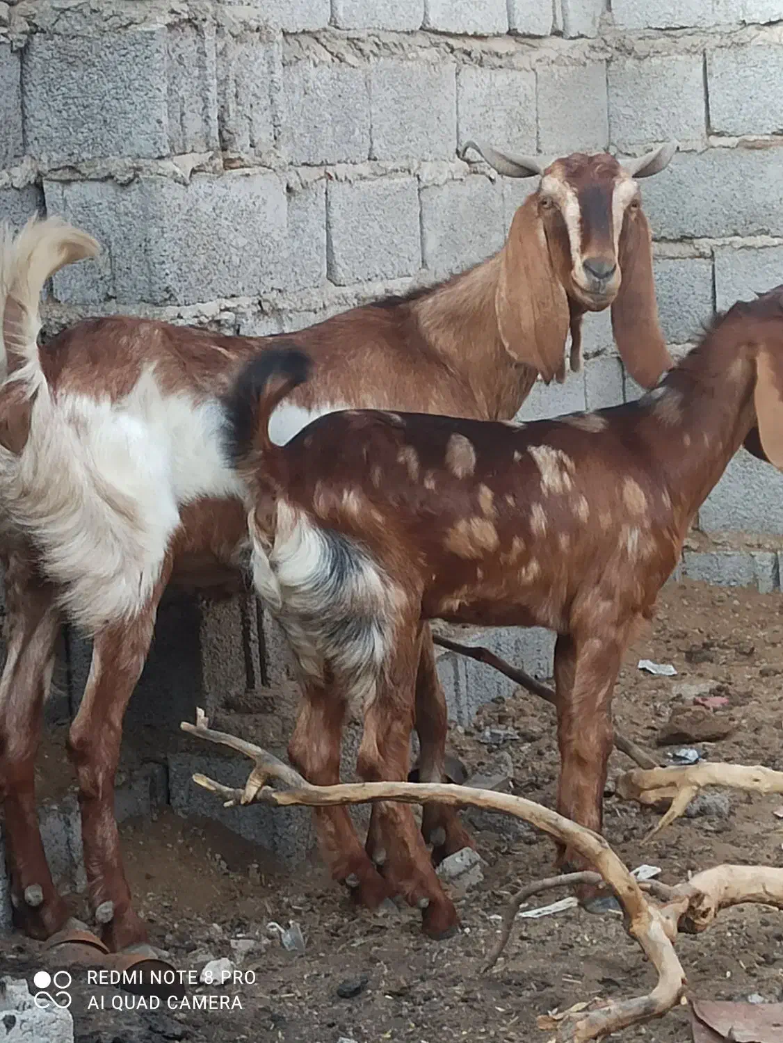 بز مطفل|حیوانات مزرعه|خرمشهر, |دیوار