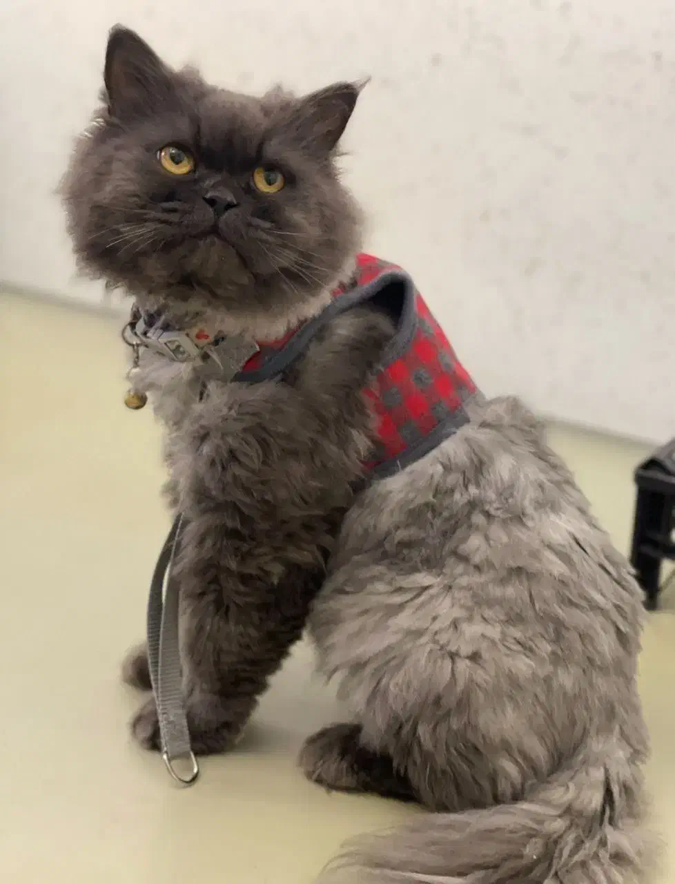 گربه پرشین اصیل زیبا|گربه|سنندج, |دیوار