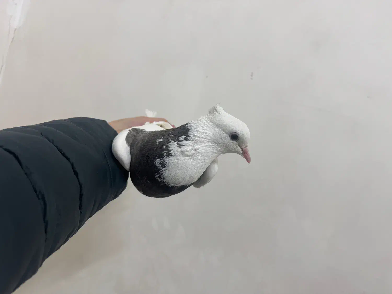 کفتر طوقی ماده|پرنده|مشهد, ایثار|دیوار