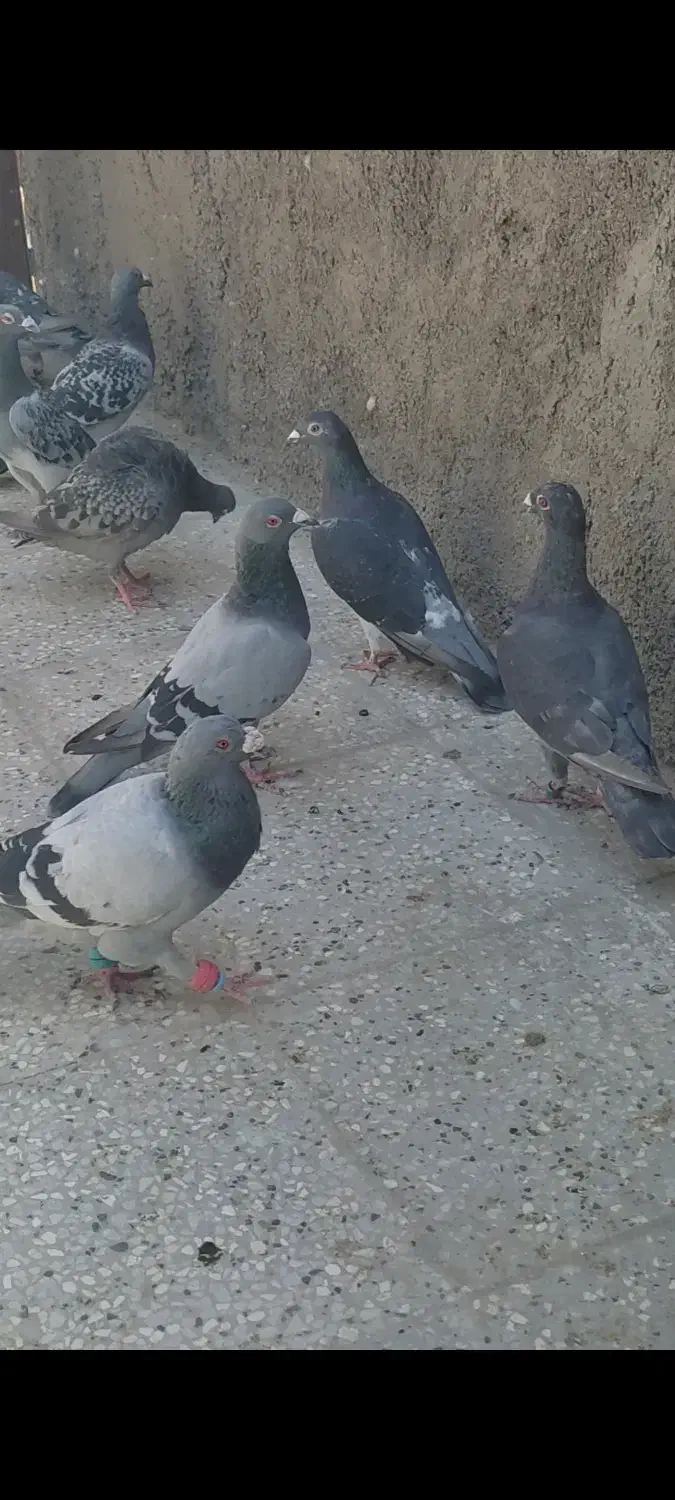 تربت حیدریه|پرنده|تربت‌حیدریه, شهید بهشتی|دیوار