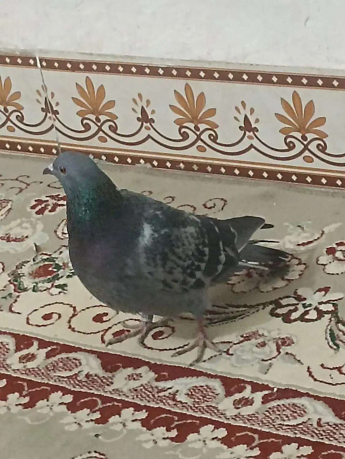 پلاکی|پرنده|اندیمشک, |دیوار