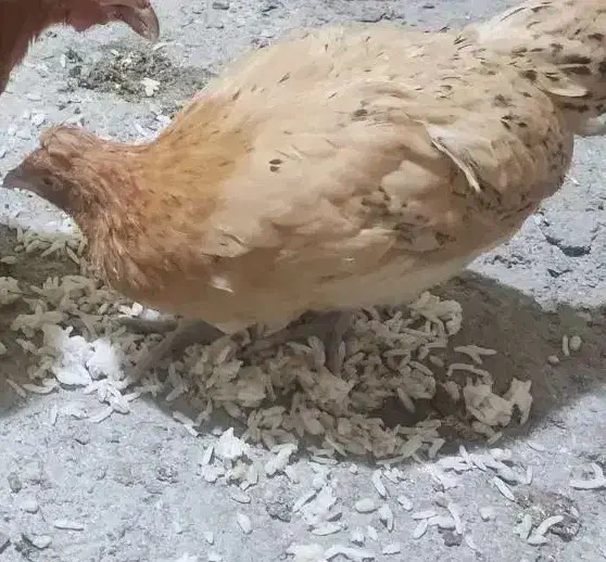 مرغ کاکلی جوان|حیوانات مزرعه|فولادشهر, B2|دیوار