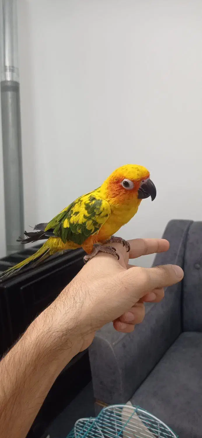 طوطی خورشیدی سان کانور|پرنده|کلاردشت, |دیوار