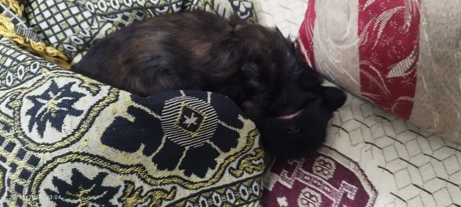 سگ پاکوتاه|سگ|گرگان, |دیوار