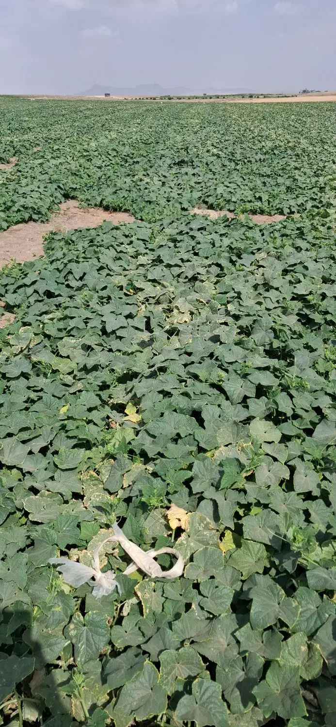 لوله ۶۳|مصالح و تجهیزات ساختمان|کبودرآهنگ, |دیوار