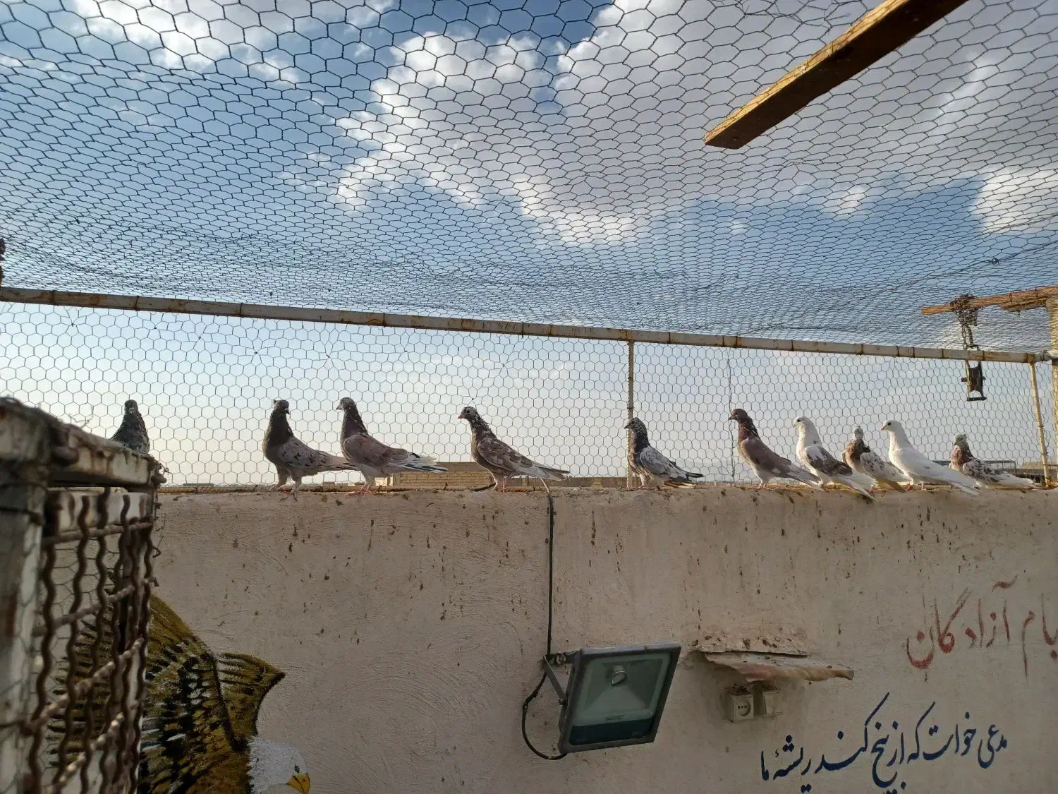 سرور ساعت سنگین|پرنده|مبارکه, |دیوار