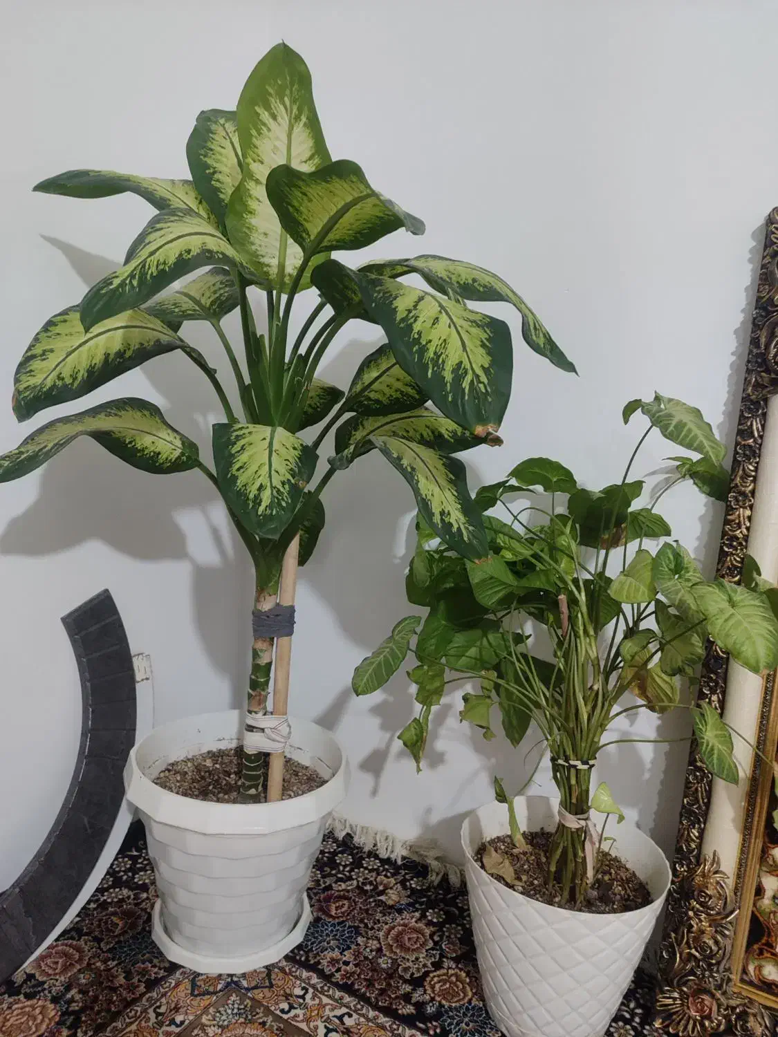 گل طبیعی آپارتمانی|گل و گیاه طبیعی|گلبهار, شهر جدید گلبهار|دیوار