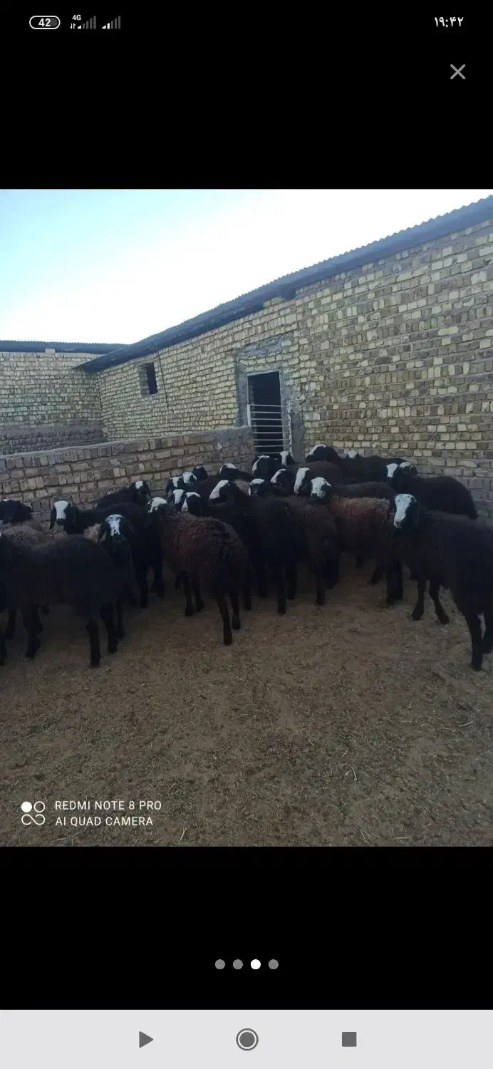 فروش ویژه  ۳۰راس برماده نژاد اصیل شال|حیوانات مزرعه|قم, یزدان‌شهر|دیوار