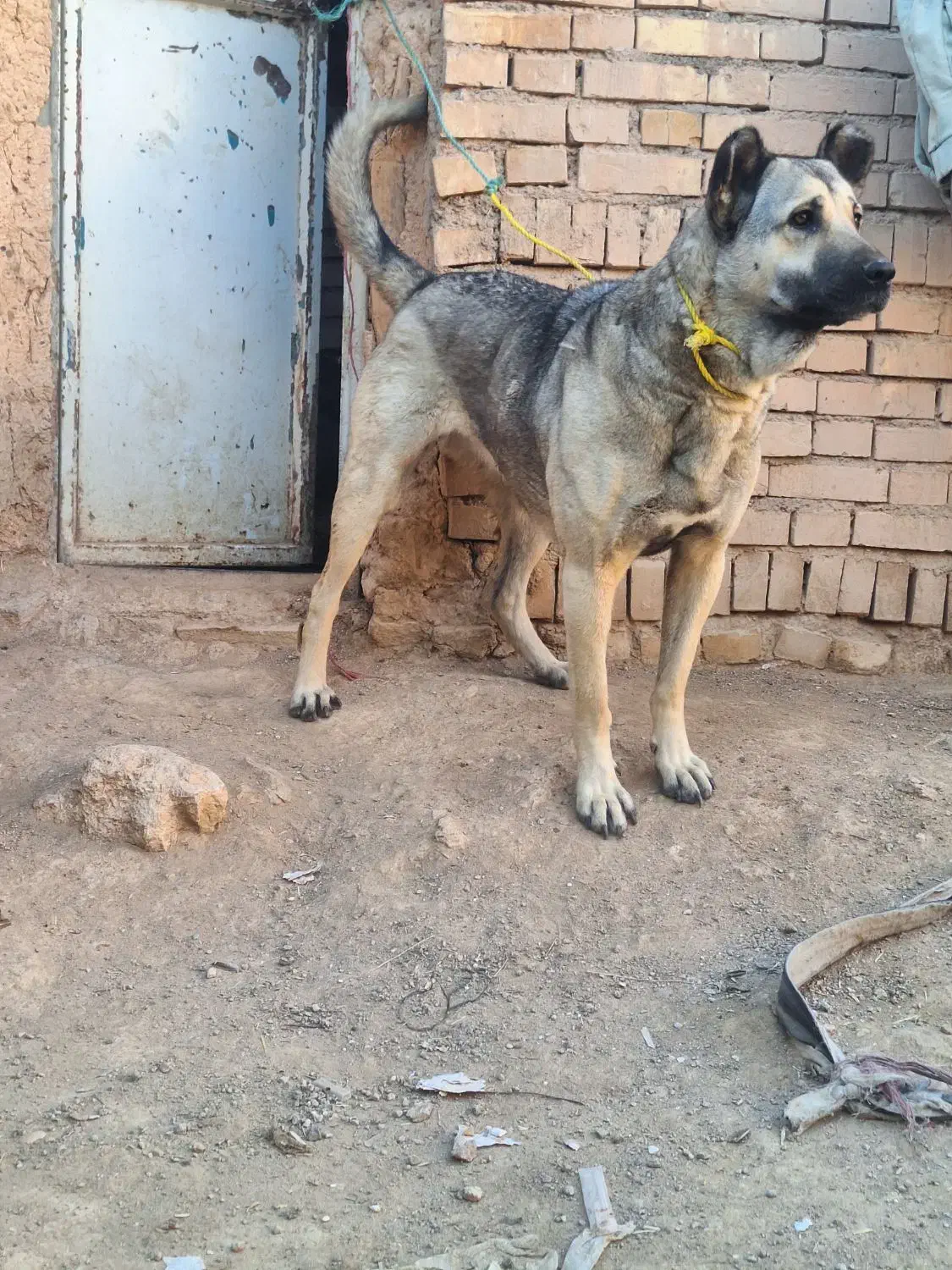 سگ اصیل نمونه|سگ|مهربان, |دیوار