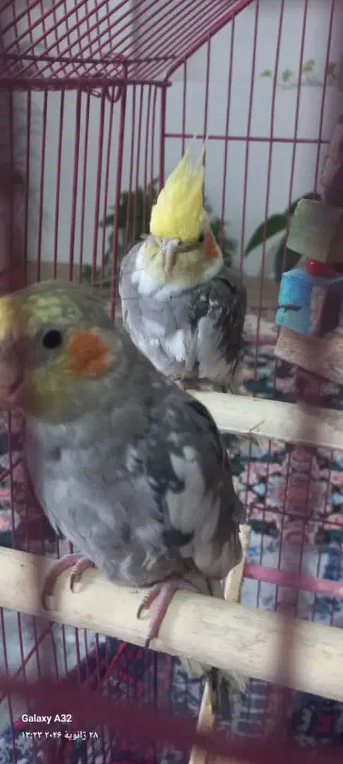 عروس هلندی نر|پرنده|آستانه اشرفیه, |دیوار