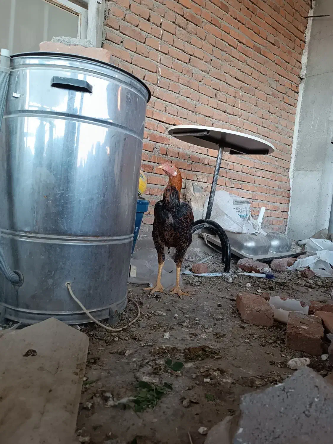 خروس لاری اصل|حیوانات مزرعه|بناب, |دیوار