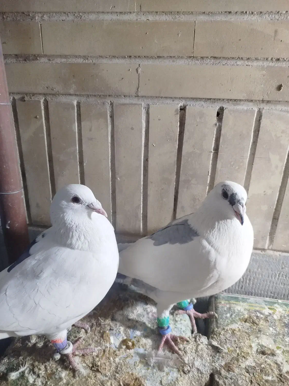 کفتر پلاکی|پرنده|مبارکه, |دیوار