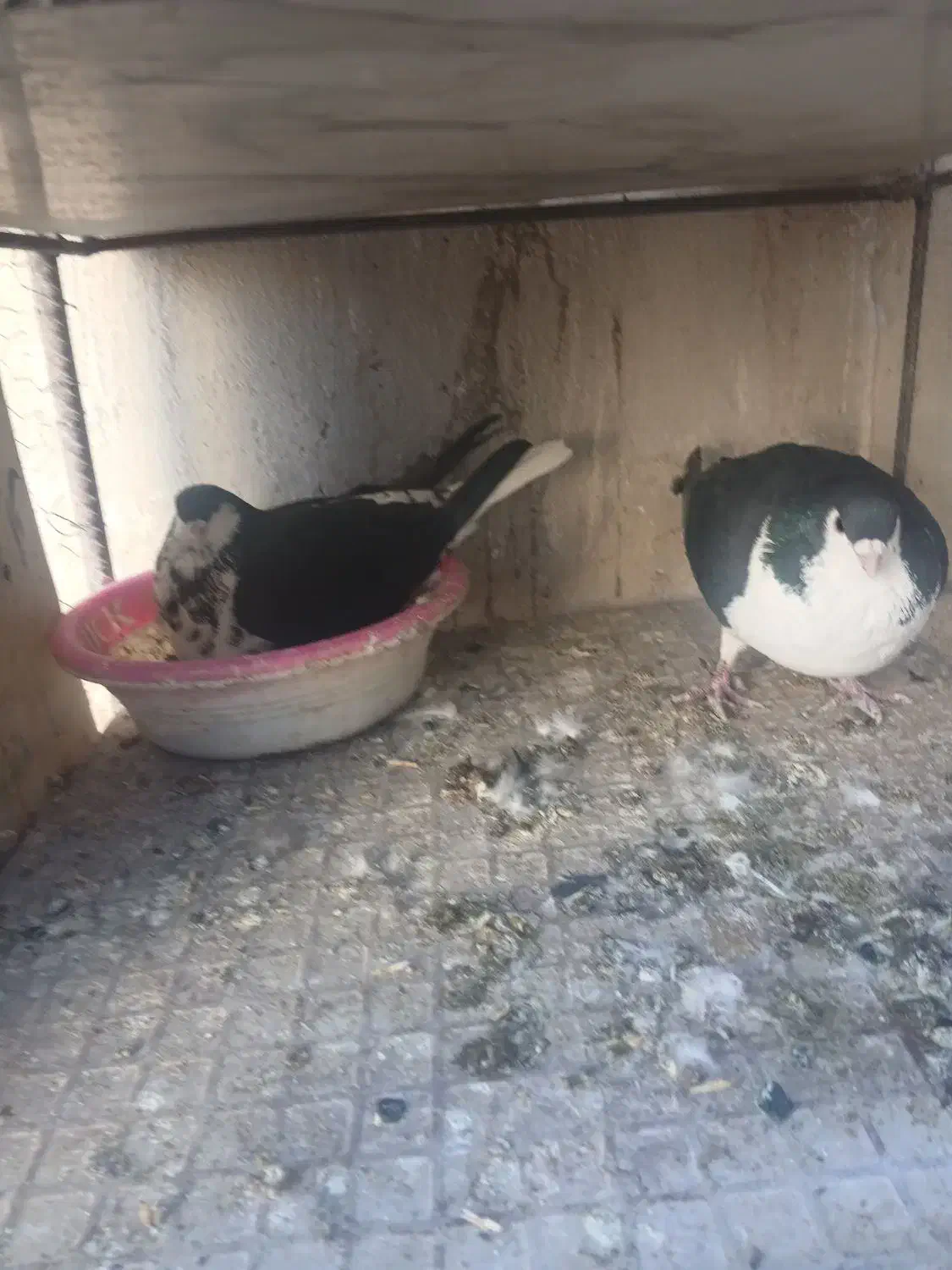 کفتر جفتگاه کرواتی|پرنده|سبزوار, پاسداران|دیوار