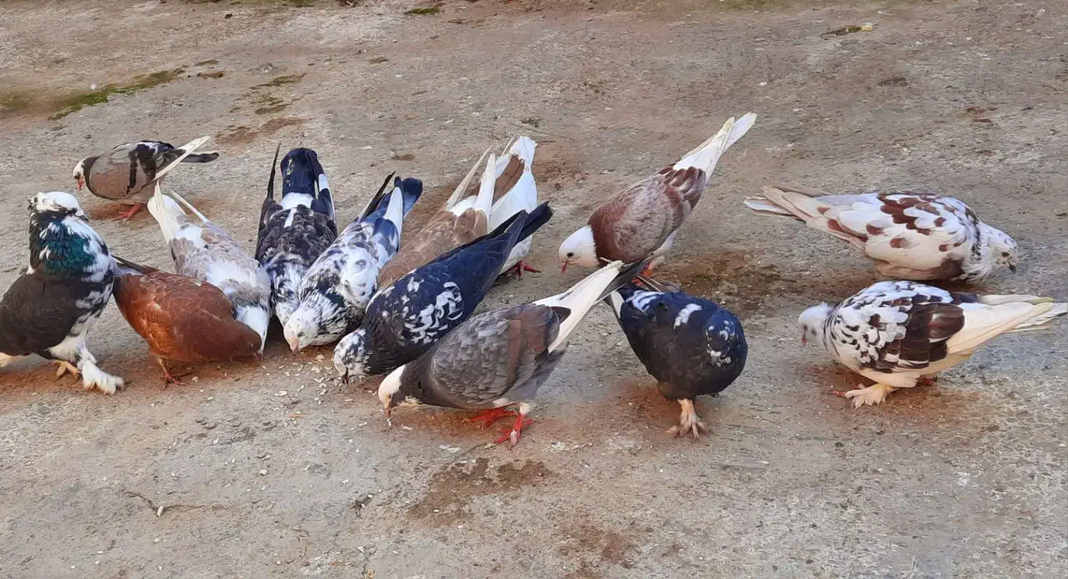 کبوتر پا پر تهرانی|پرنده|آزادشهر, |دیوار