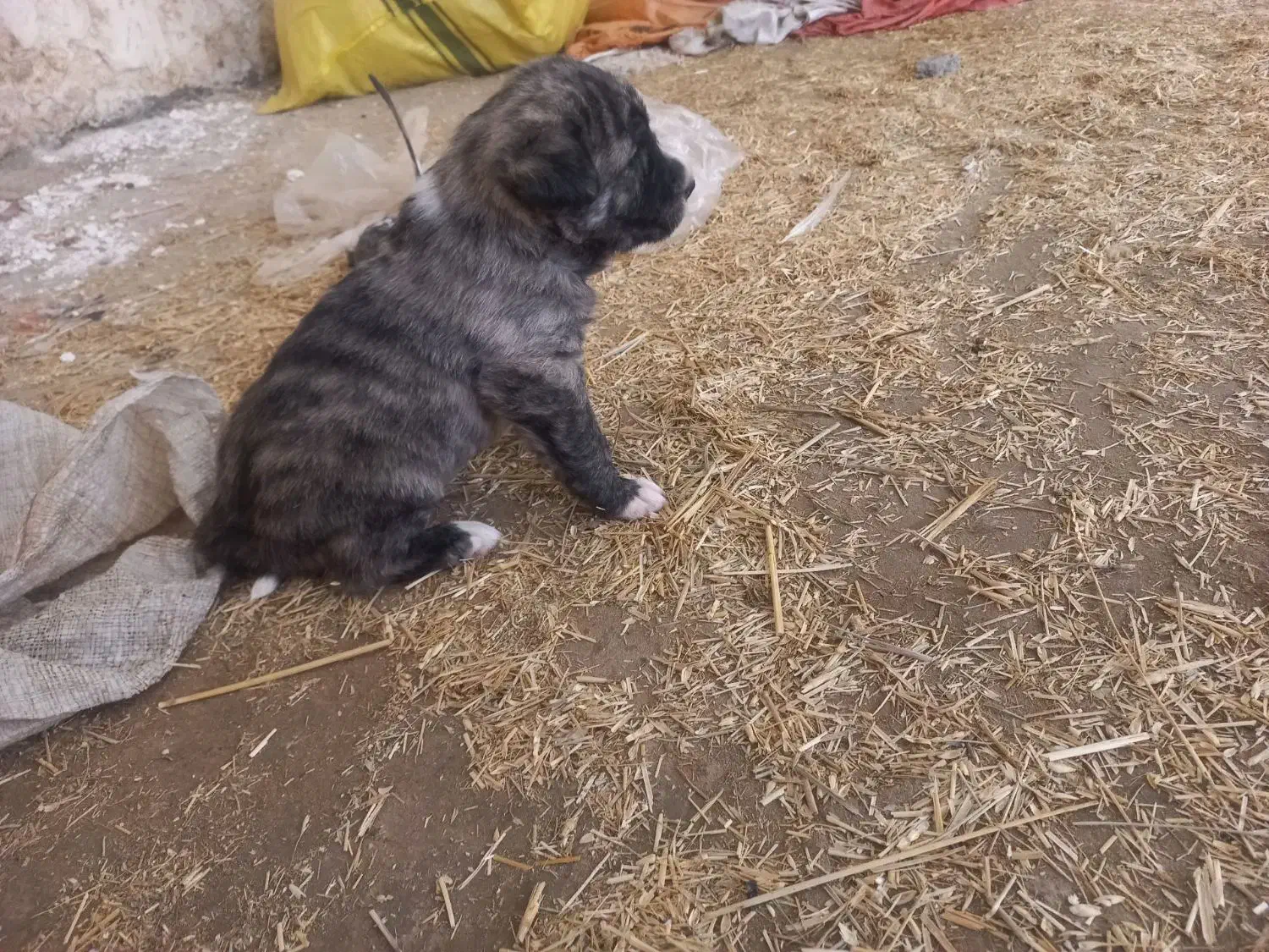 کبوتر.|سگ|شوشتر, |دیوار