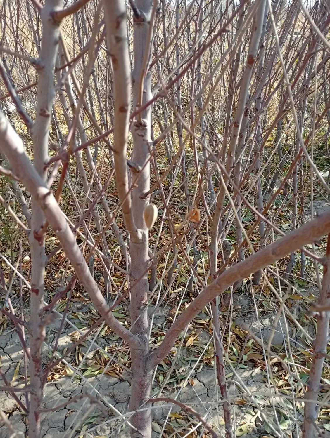 رقم های مختلف نهال مقاوم به سرما درنهالستان|خدمات باغبانی و درختکاری|بروجرد, |دیوار