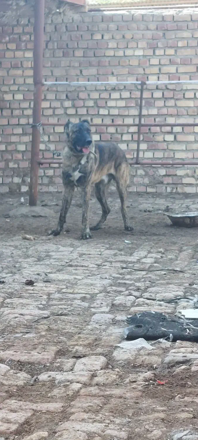 سگ گله|سگ|نیشابور, شریعتی|دیوار
