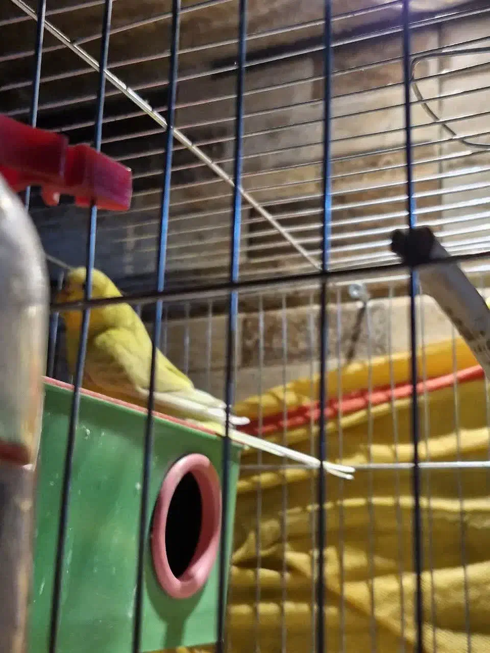 مرغ عشق ماده|پرنده|فیروزآباد (فارس), |دیوار