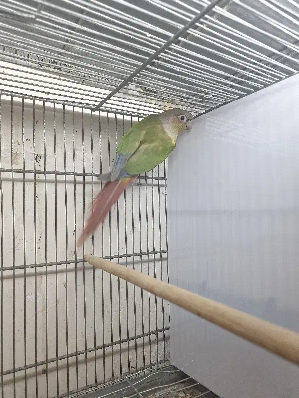 گرینچیک نر اناناسی|پرنده|کارون, |دیوار