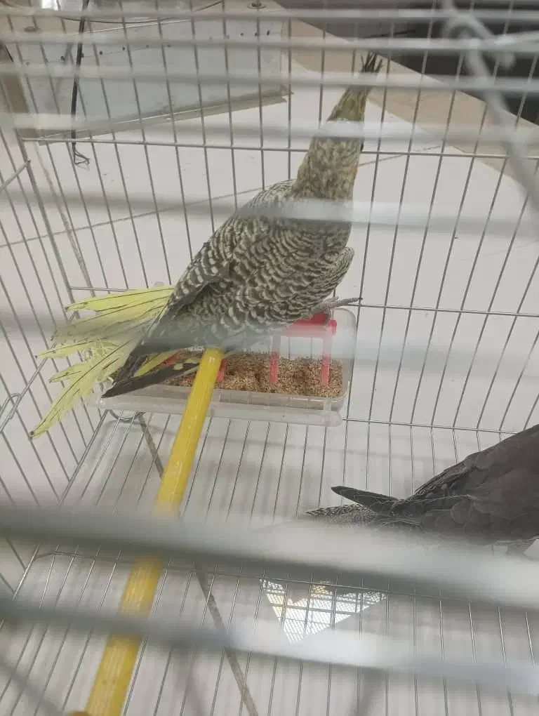 عروس هلندی دستی|پرنده|شهرضا, |دیوار