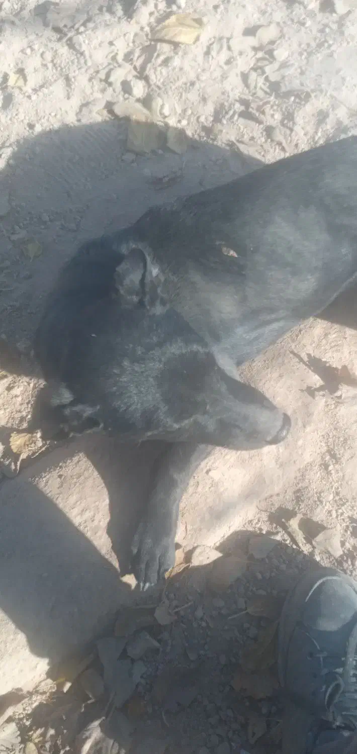 پاکوتاه نر و ماده|سگ|نیشابور, فخریه|دیوار