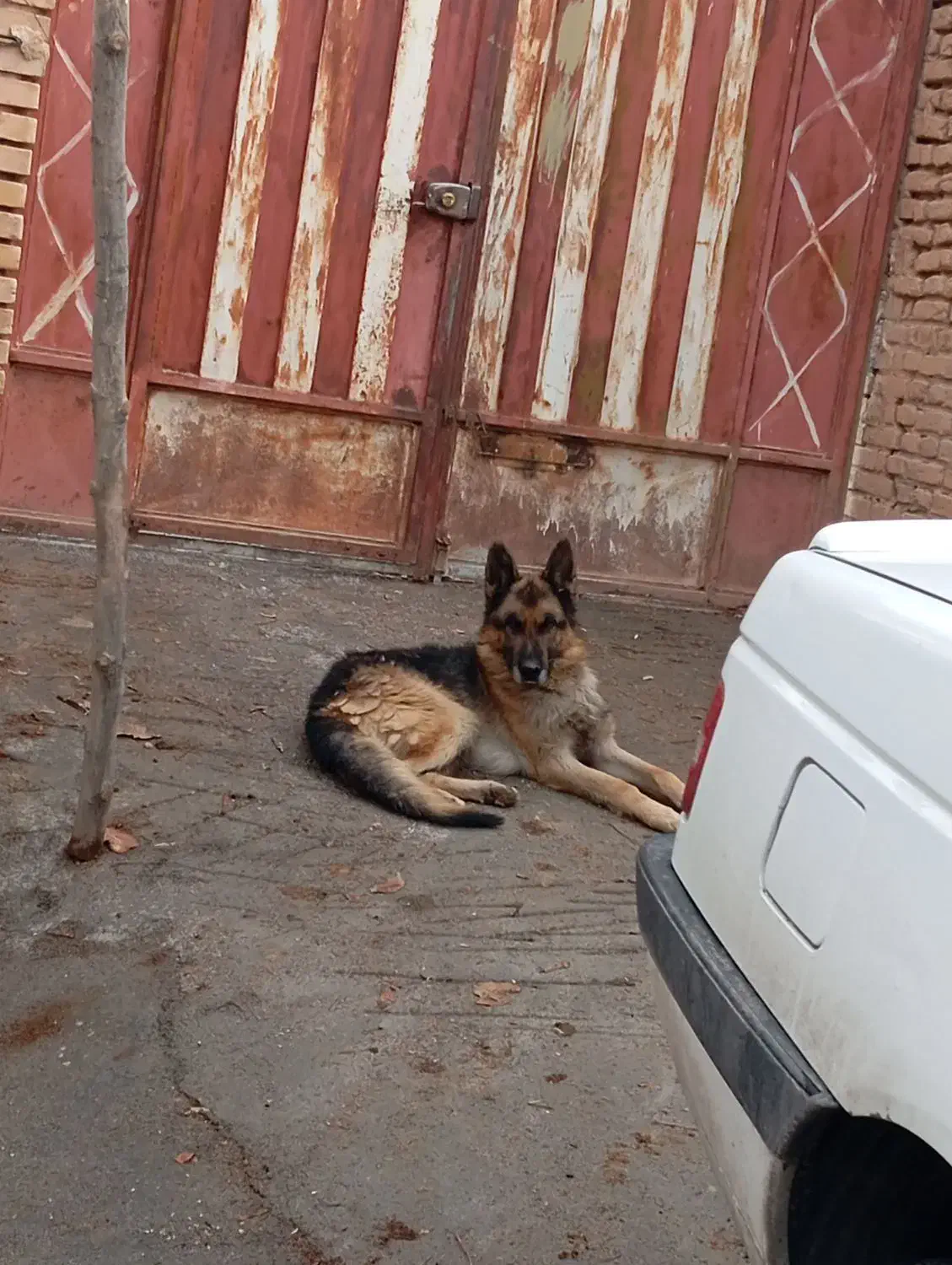 سگ ژرمن شپرد نر|سگ|بروجن, |دیوار