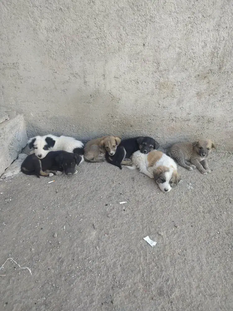 واگذاری توله بومی|سگ|ورامین, ورامین|دیوار