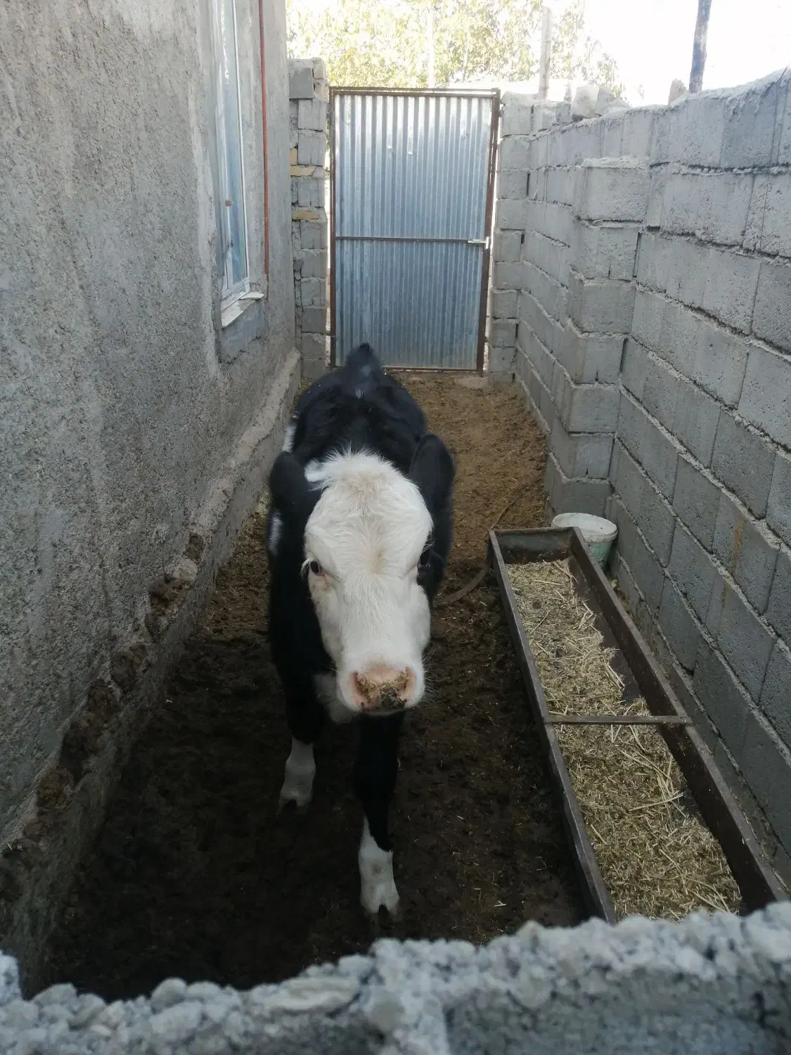 فروش گاوشیری|حیوانات مزرعه|جغتای, |دیوار