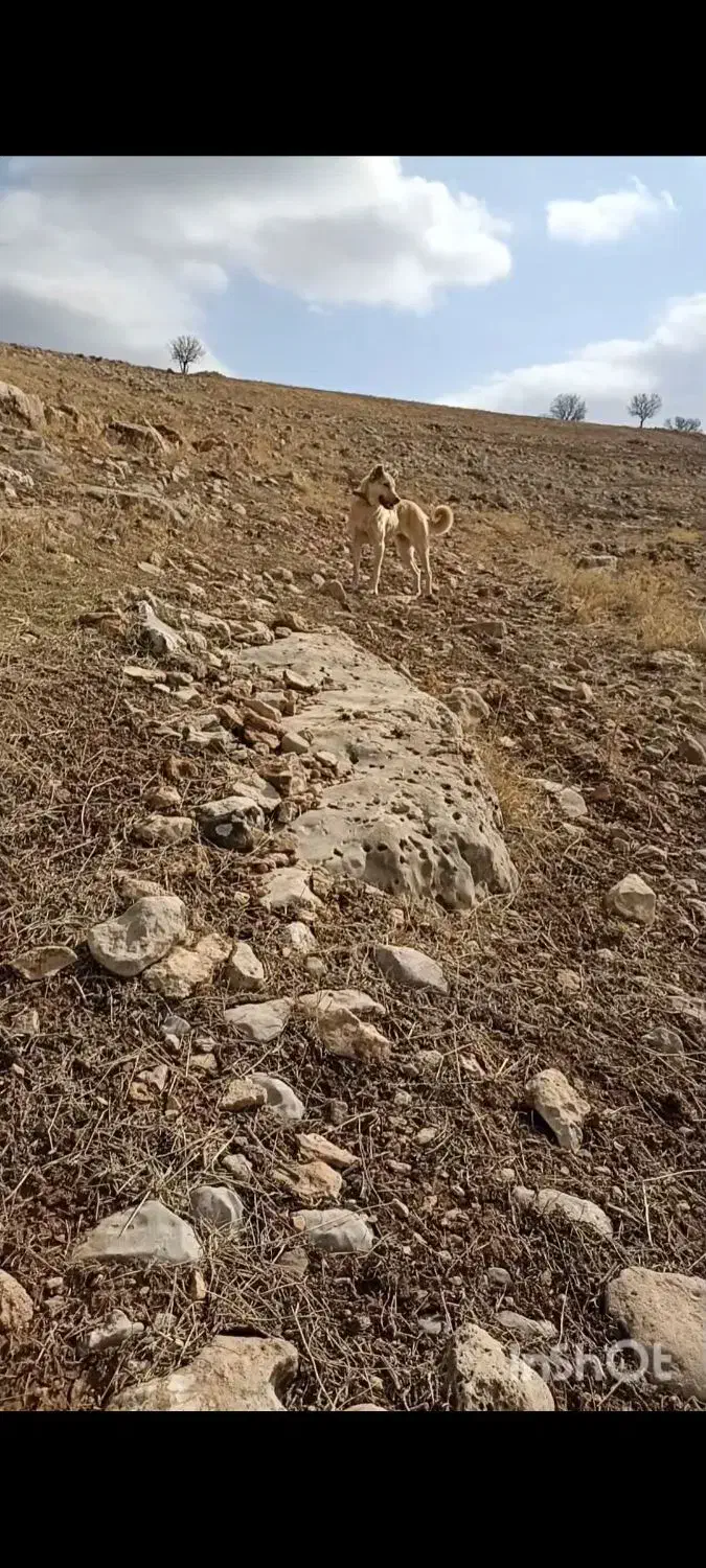 ماده دورگه|سگ|زرنه, |دیوار