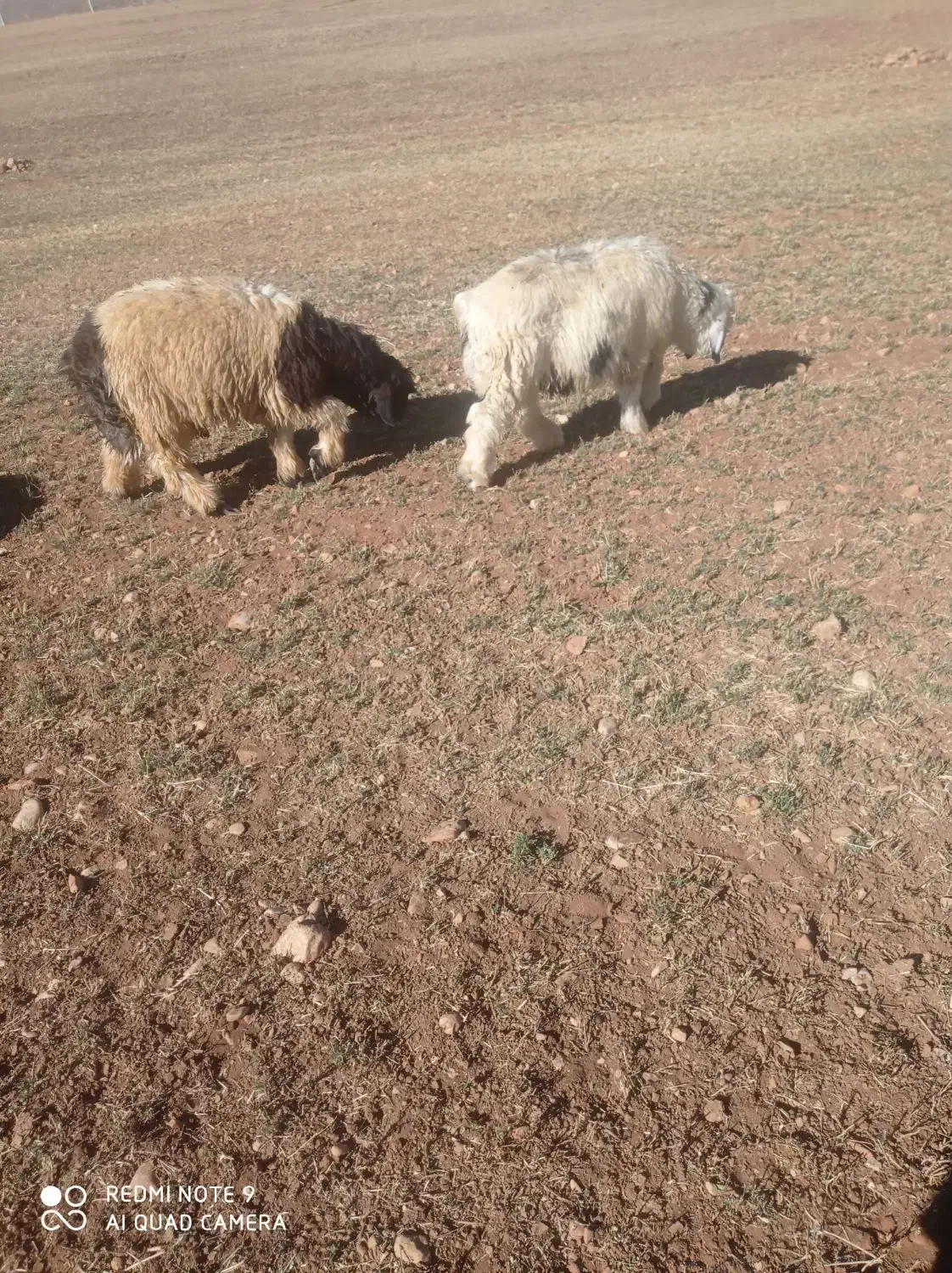 بره|حیوانات مزرعه|کوهرنگ, |دیوار