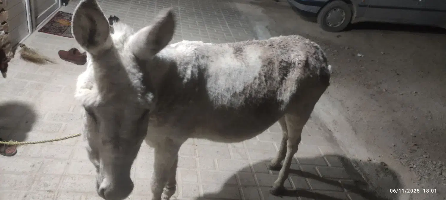 الاغ ماده جوان مخصوص گله|حیوانات مزرعه|الیگودرز, |دیوار