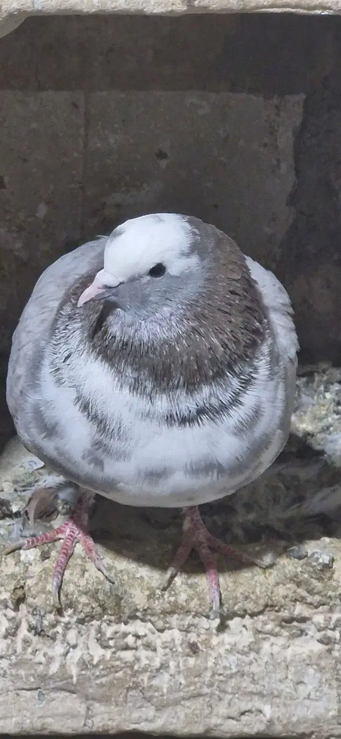 کفتر گرفته|پرنده|صحنه, |دیوار